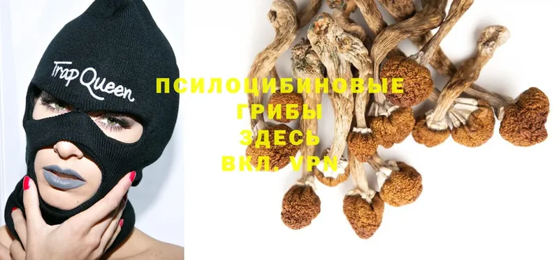 Псилоцибиновые грибы Psilocybine cubensis  блэк спрут зеркало  Ртищево 